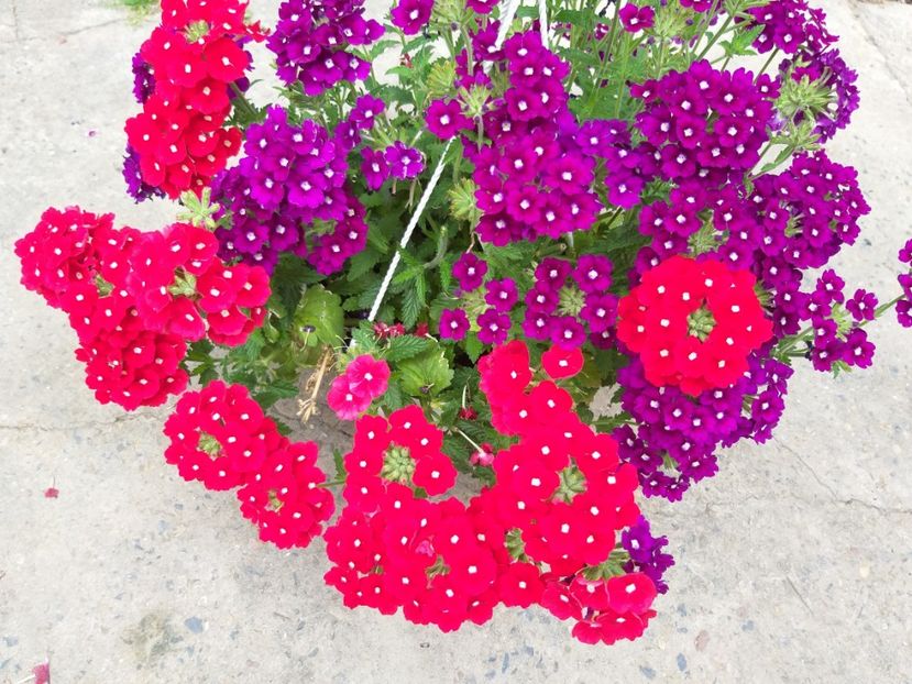  - verbena si cercelus