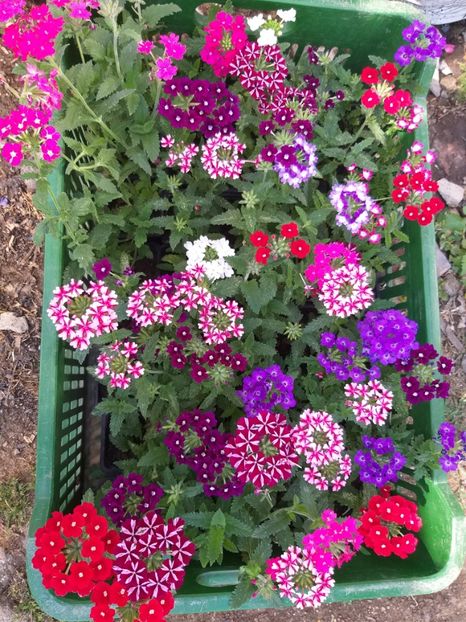  - verbena si cercelus