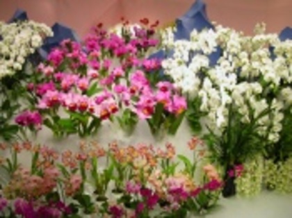 gradini cu flori flowers - poze din vacante