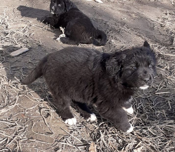 IMG-20191216-WA0002 - Catei