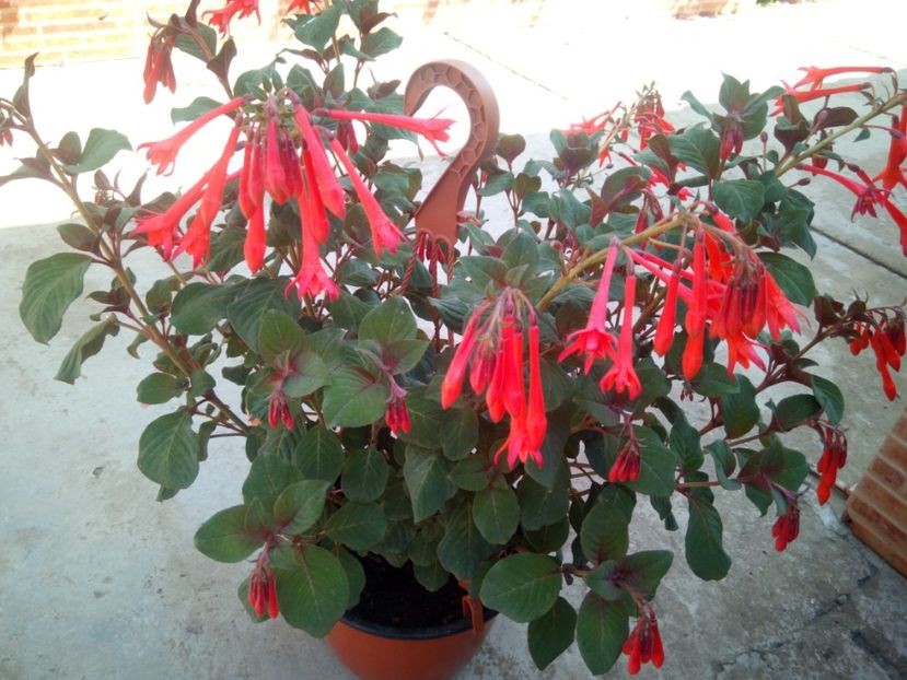  - verbena si cercelus