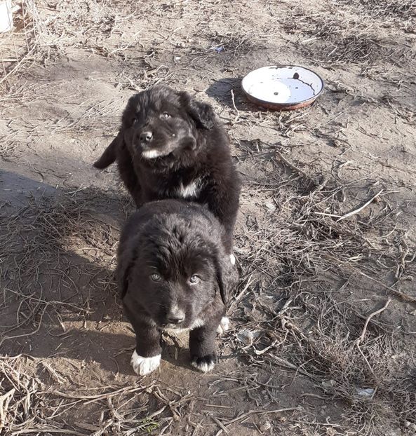 IMG-20191216-WA0004 - Catei