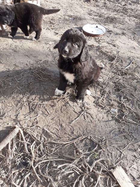 IMG-20191216-WA0006 - Catei