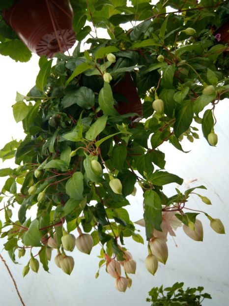  - verbena si cercelus