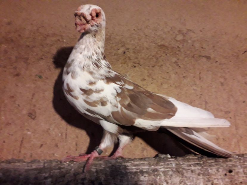  - Carunculat de Oradea 2019