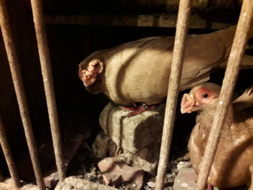  - Carunculat de Oradea 2019