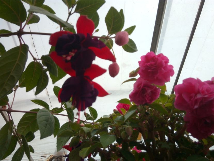  - verbena si cercelus