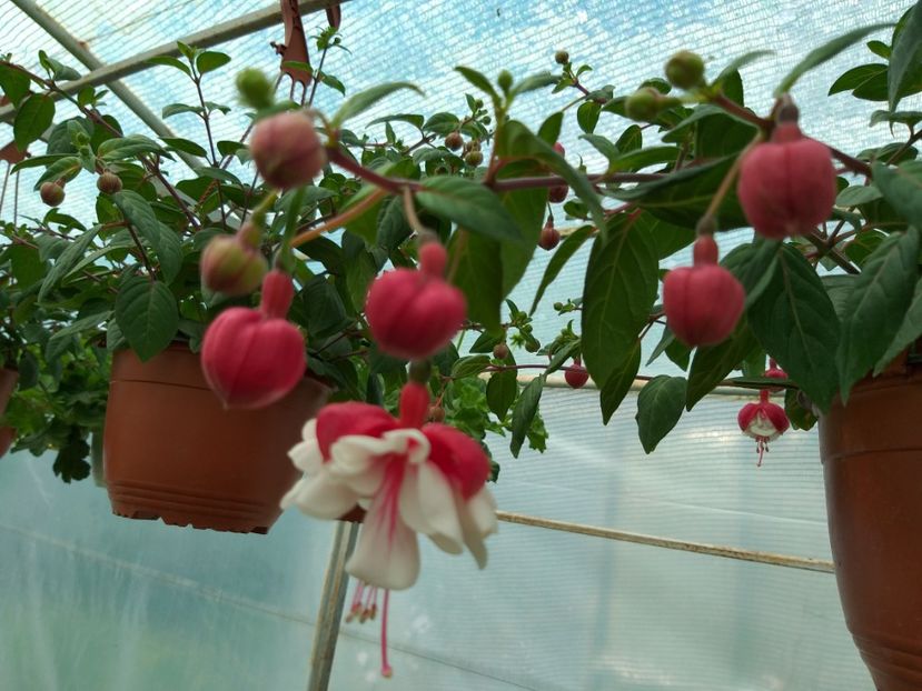  - verbena si cercelus