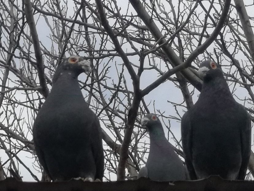  - VOIAJORI STIL VECHI SI  VOIAJORI DE FRUMUSETE