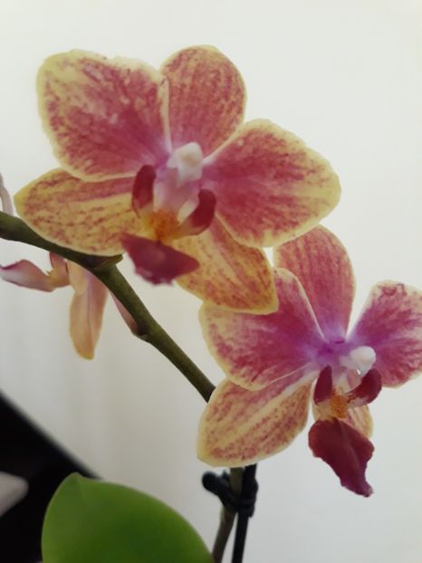  - 2 Orhidee Phalenopsis