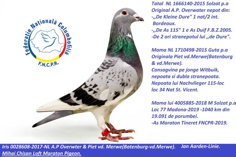 NL-2017-0028608-mama lui 885 - MATCA FEMELE