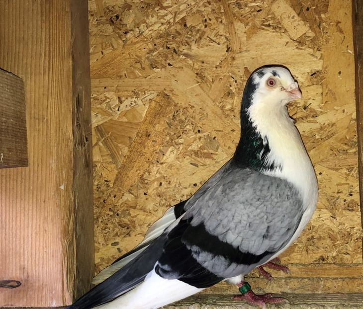 525  mascul  2013 - Plecați ALBUM 3