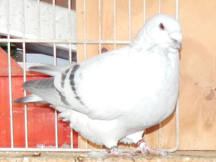 mascul 2019 - AAAA PENTRU 2020