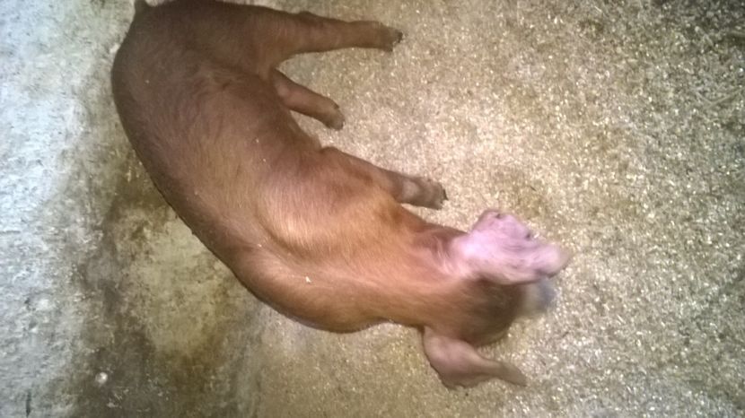  - porci purcei Duroc