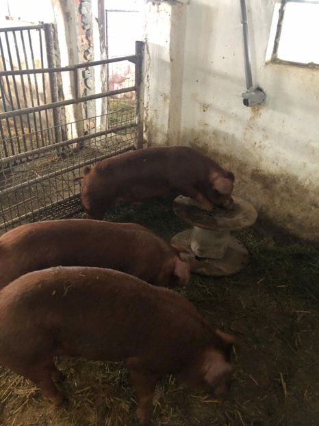  - porci purcei Duroc