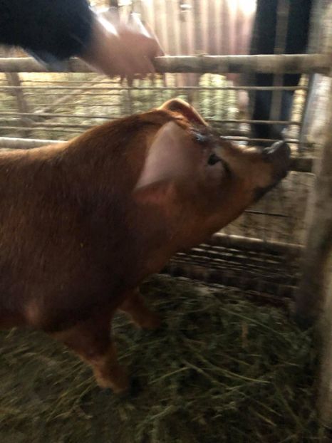  - porci purcei Duroc