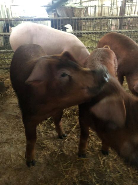  - porci purcei Duroc