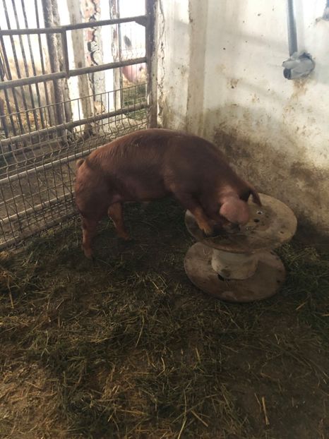 - porci purcei Duroc