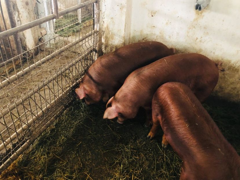  - porci purcei Duroc
