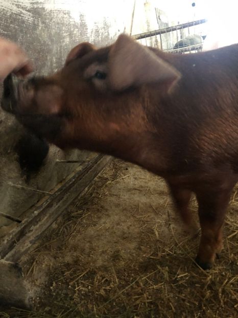  - porci purcei Duroc