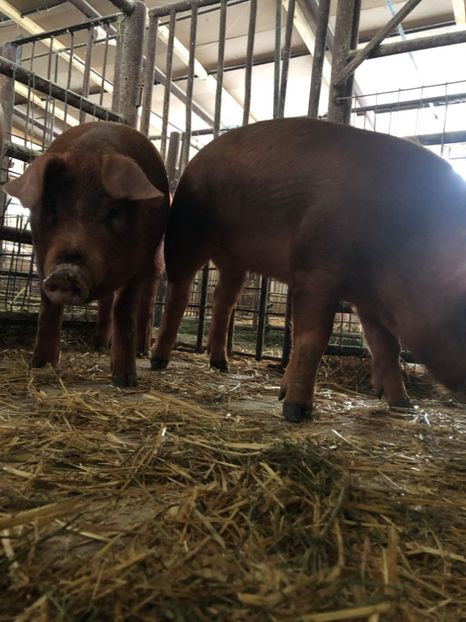  - porci purcei Duroc