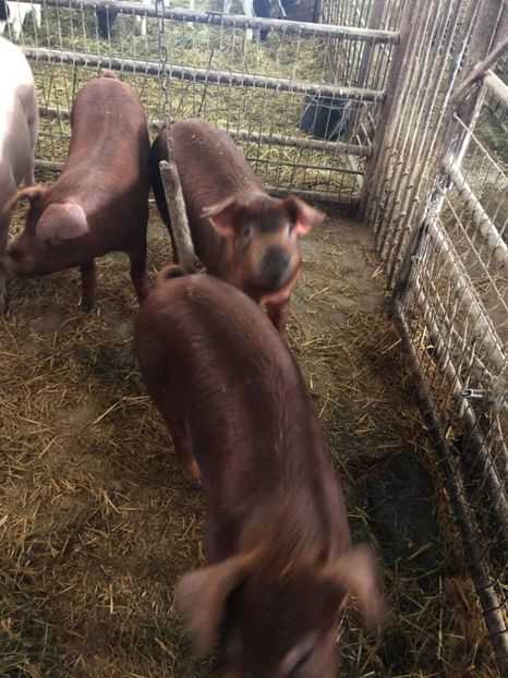  - porci purcei Duroc