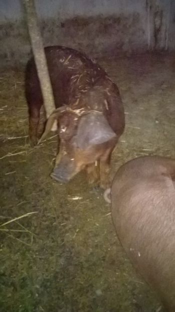  - porci purcei Duroc