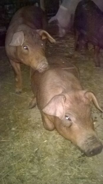  - porci purcei Duroc
