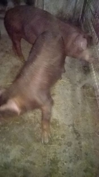  - porci purcei Duroc