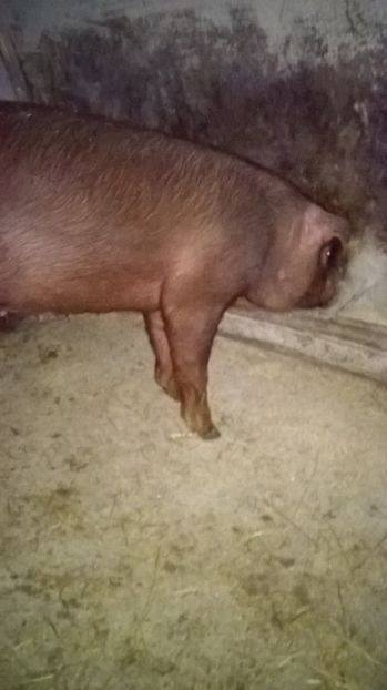  - porci purcei Duroc