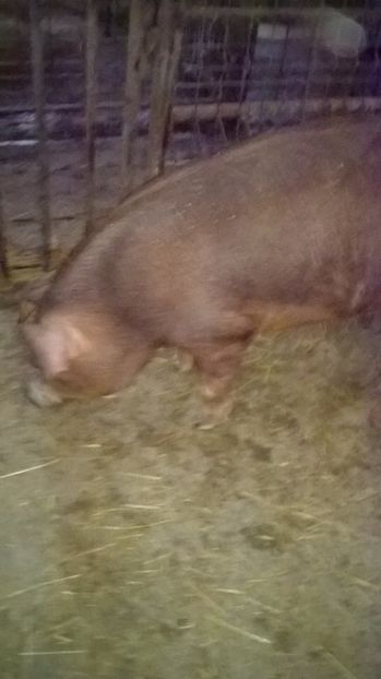  - porci purcei Duroc