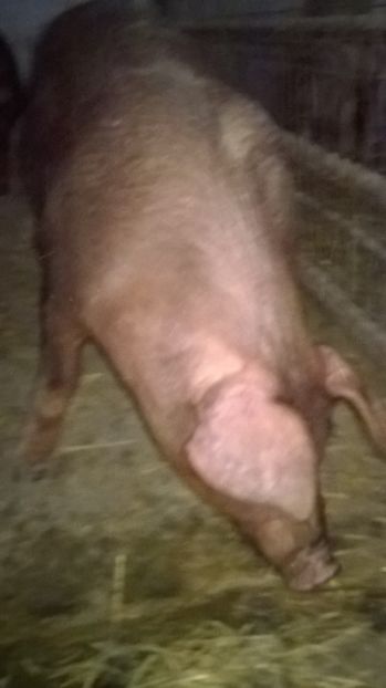  - porci purcei Duroc