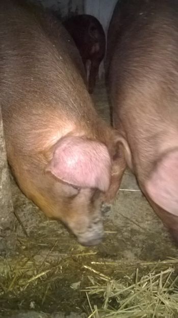  - porci purcei Duroc