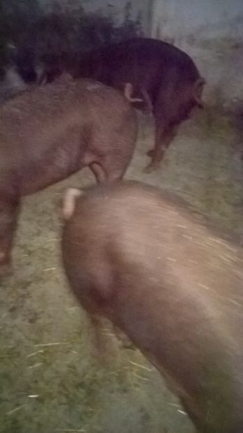  - porci purcei Duroc