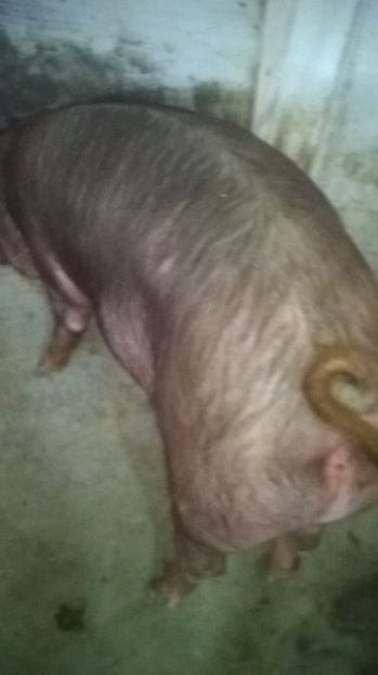  - porci purcei Duroc