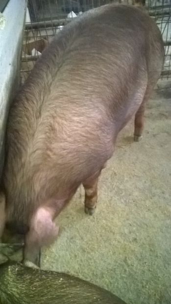  - porci purcei Duroc
