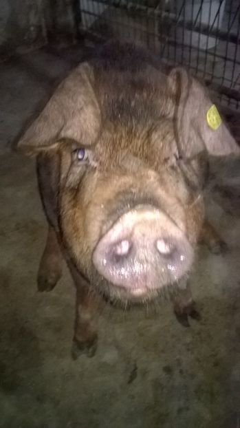  - porci purcei Duroc