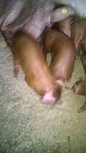  - porci purcei Duroc
