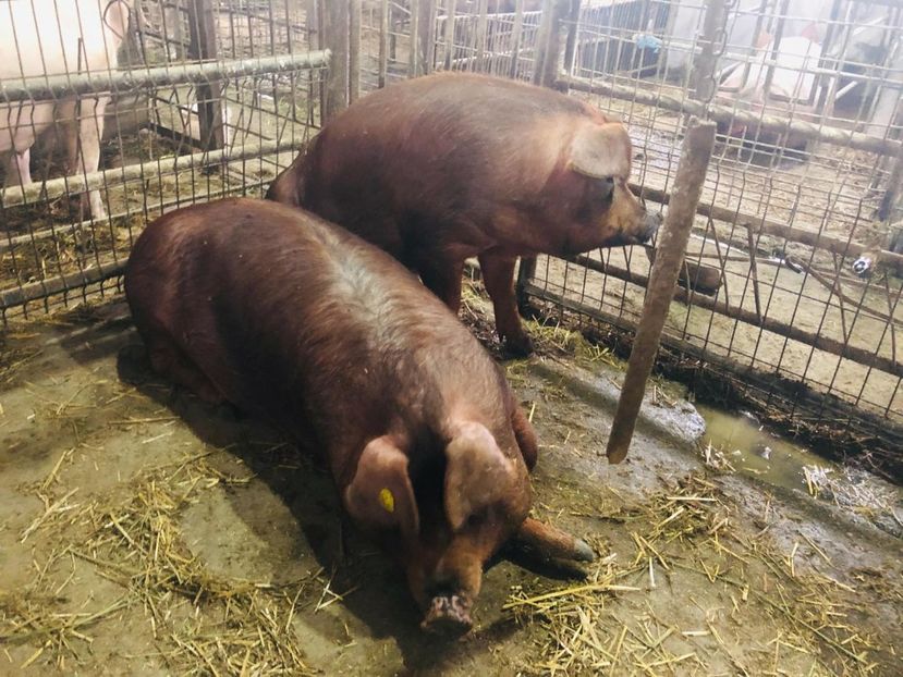  - porci purcei Duroc