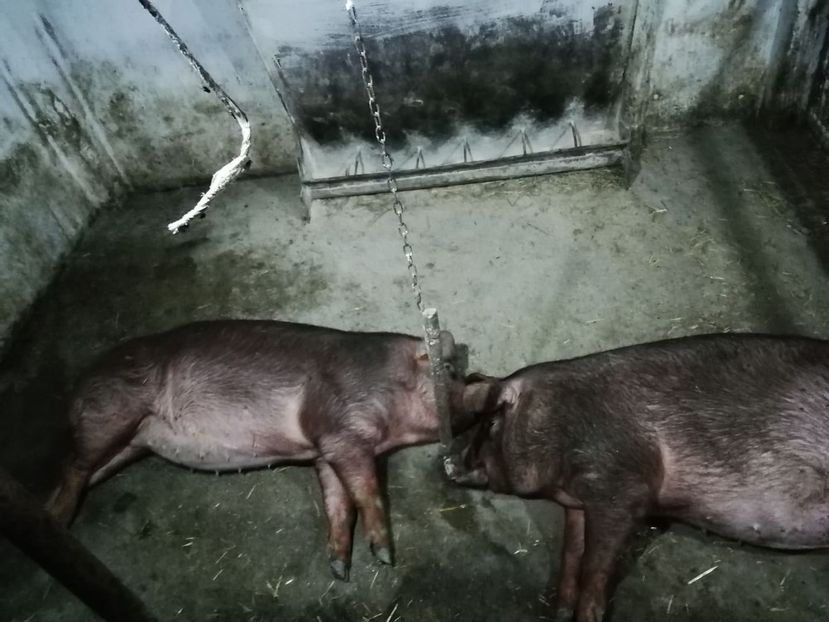  - porci purcei Duroc