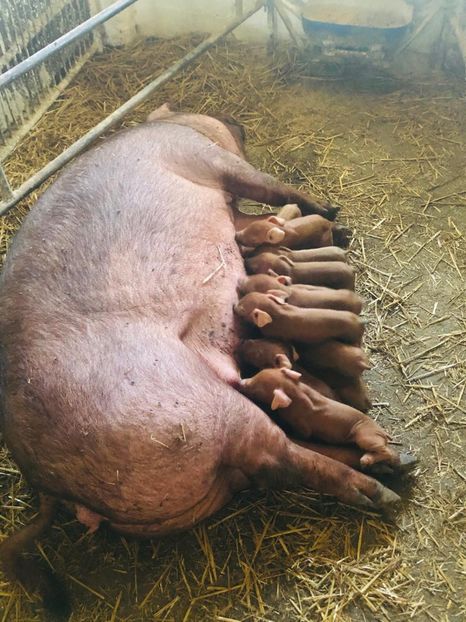  - porci purcei Duroc