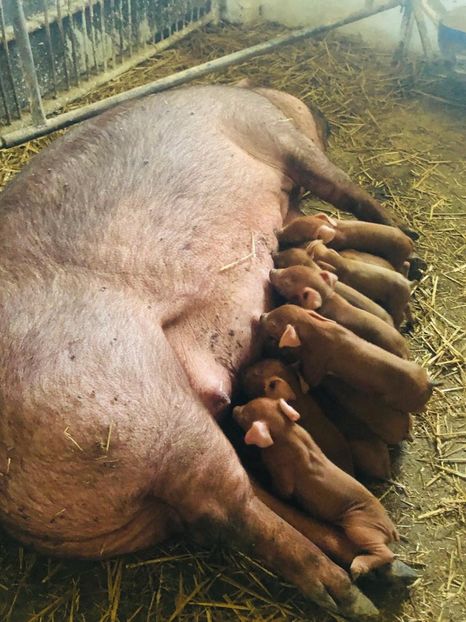  - porci purcei Duroc