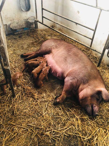  - porci purcei Duroc