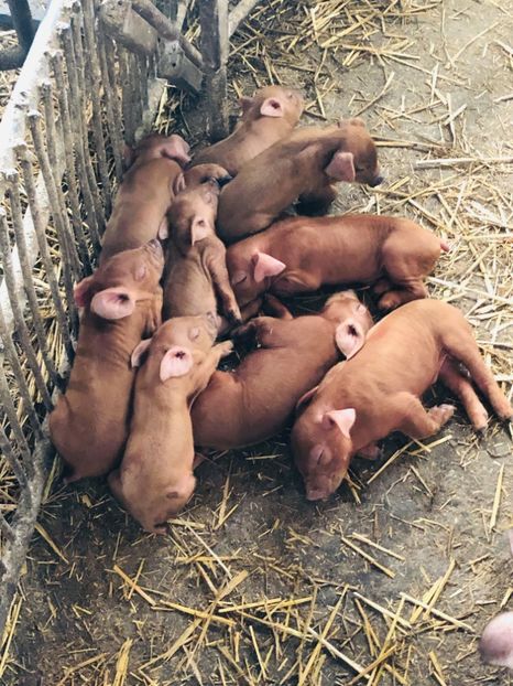 66087969_486585348818632_7058489076906721280_n (1) - porci purcei Duroc