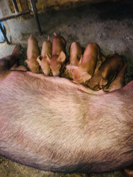 66113575_429256211247374_6189200018457493504_n (1) - porci purcei Duroc
