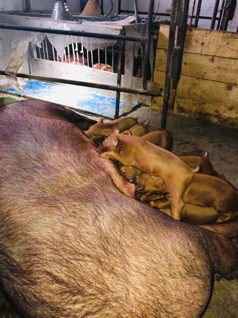  - porci purcei Duroc