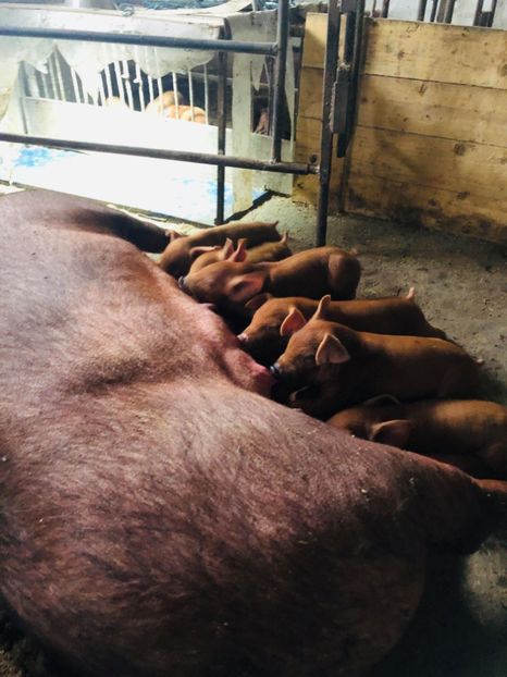 66193593_315289079352322_3077120072154611712_n (1) - porci purcei Duroc