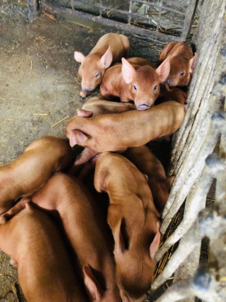  - porci purcei Duroc