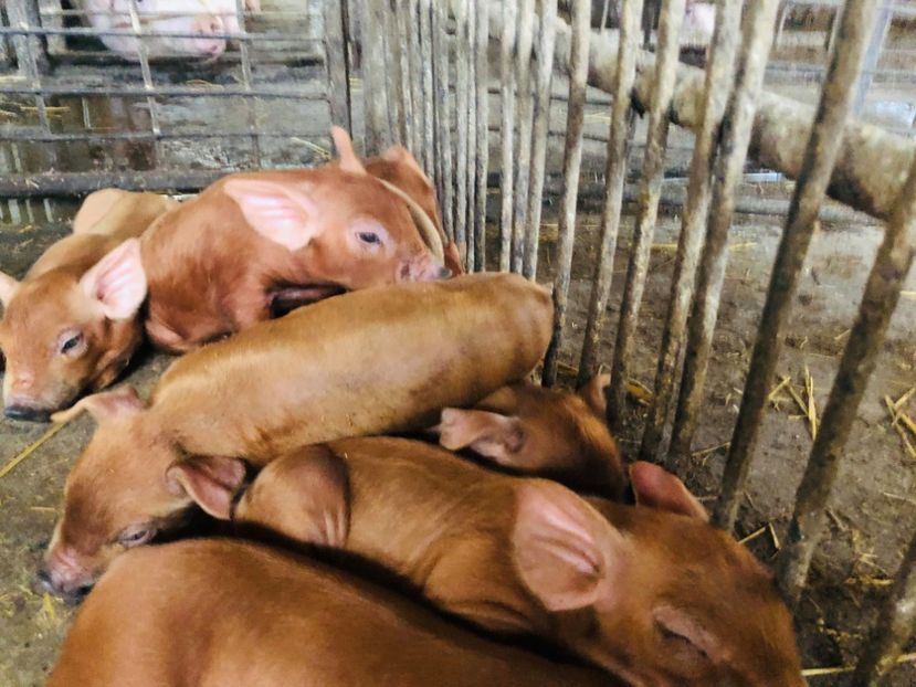  - porci purcei Duroc