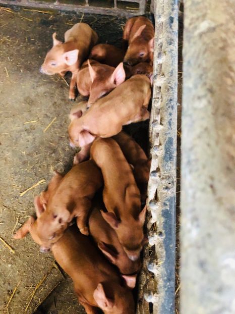 66596671_546420146176755_8423071058101272576_n (1) - porci purcei Duroc